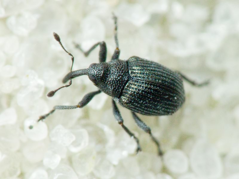 Curculionidae Latreille, 1802